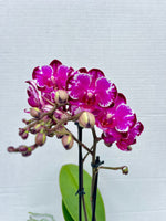 Carica l'immagine nel visualizzatore Galleria, Phalaenopsis Ming Yuan Rainbow