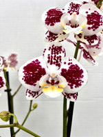 Carica l'immagine nel visualizzatore Galleria, Phalaenopsis Lioulin Berry