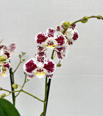 Carica l'immagine nel visualizzatore Galleria, Phalaenopsis Lioulin Berry