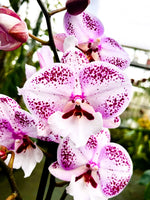 Carica l'immagine nel visualizzatore Galleria, Phalaenopsis Miki Dancer - Big Lip