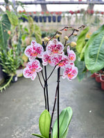 Carica l'immagine nel visualizzatore Galleria, Phalaenopsis Miki Dancer '68'