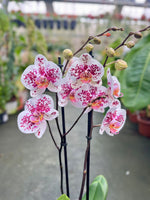 Carica l'immagine nel visualizzatore Galleria, Phalaenopsis Miki Dancer '68'