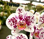 Carica l'immagine nel visualizzatore Galleria, Phalaenopsis Miki Dancer '68'