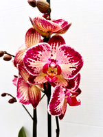 Carica l'immagine nel visualizzatore Galleria, Phalaenopsis Paisaje
