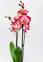 Carica l'immagine nel visualizzatore Galleria, Phalaenopsis Paisaje