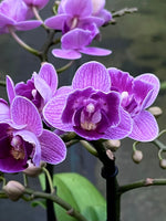 Carica l'immagine nel visualizzatore Galleria, Phalaenopsis Violet Queen - Peloric 2 eyes
