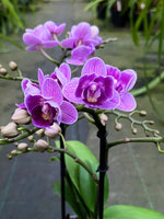 Carica l'immagine nel visualizzatore Galleria, Phalaenopsis Violet Queen - Peloric 2 eyes