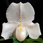Carica l'immagine nel visualizzatore Galleria, Paphiopedilum White Lady (White Knight × Ice Age)