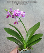 Carica l'immagine nel visualizzatore Galleria, Phalaenopsis Yaphon Apairof Moustaches '644'