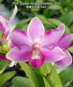Carica l'immagine nel visualizzatore Galleria, Phalaenopsis Yaphon Apairof Moustaches '644'