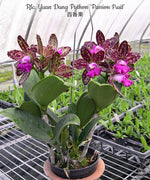 Carica l'immagine nel visualizzatore Galleria, Rhyncholaeliocattleya Yuan Dung Python 'Passion Fruit'