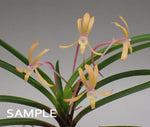 Carica l'immagine nel visualizzatore Galleria, Neofinetia falcata 'Yuubae' 夕映