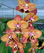 Carica l'immagine nel visualizzatore Galleria, Phalaenopsis Zheng Min Anaconda 'CL-01' Mainshow