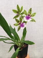 Carica l'immagine nel visualizzatore Galleria, Zygoneria Adelaide Meadows