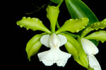 Carica l'immagine nel visualizzatore Galleria, Cattleya aclandiae var. alba