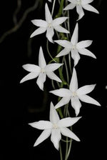 Carica l'immagine nel visualizzatore Galleria, Aerangis articulata