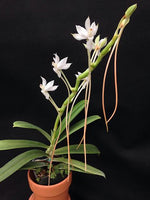 Carica l'immagine nel visualizzatore Galleria, Aerangis ellisii