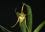 Carica l'immagine nel visualizzatore Galleria, Aeranthes grandiflora