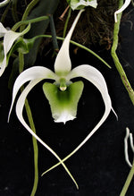 Carica l'immagine nel visualizzatore Galleria, Erasanthe (syn. Aeranthes) henrici