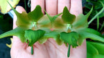 Carica l'immagine nel visualizzatore Galleria, Aeranthes ramosa
