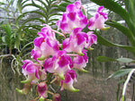 Carica l'immagine nel visualizzatore Galleria, Aerides Korat Koki (Aerides houlletiana x Aerides lawrenceae)