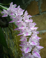 Carica l'immagine nel visualizzatore Galleria, Aerides rosea semi alba