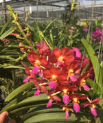 Carica l'immagine nel visualizzatore Galleria, Aerides Bangkok Sunset x Ascda Wilas (Pink clone)