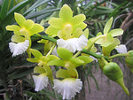 Carica l'immagine nel visualizzatore Galleria, Christensonia vietnamica x Aerides odorata