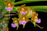 Carica l'immagine nel visualizzatore Galleria, Aerides flabellata