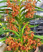 Carica l'immagine nel visualizzatore Galleria, Vanda alpina × curvifolia