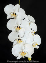 Carica l'immagine nel visualizzatore Galleria, Phalaenopsis amabilis 'Palawan'