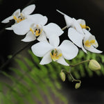 Carica l'immagine nel visualizzatore Galleria, Phalaenopsis amabilis 'Palawan'