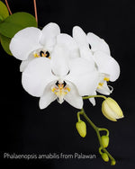 Carica l'immagine nel visualizzatore Galleria, Phalaenopsis amabilis 'Palawan'