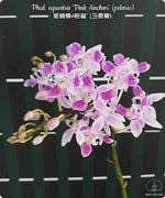 Carica l'immagine nel visualizzatore Galleria, Phalaenopsis equestris 'Pink Anchor' (peloric)
