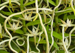 Carica l'immagine nel visualizzatore Galleria, Angraecum erectum