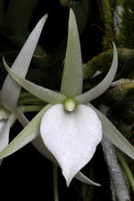 Carica l'immagine nel visualizzatore Galleria, Angraecum didieri