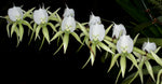 Carica l'immagine nel visualizzatore Galleria, Angraecum eburneum
