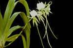 Carica l'immagine nel visualizzatore Galleria, Angraecum eburneum