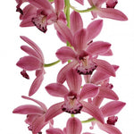Carica l'immagine nel visualizzatore Galleria, Cymbidium Cascade 'Anisa'