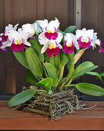 Carica l'immagine nel visualizzatore Galleria, Rhyncholaeliocattleya Memoria Anna Balmores (C. Mem. Robert Strait × Rlc. Good News)