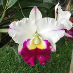 Carica l'immagine nel visualizzatore Galleria, Rhyncholaeliocattleya Memoria Anna Balmores (C. Mem. Robert Strait × Rlc. Good News)