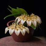 Carica l'immagine nel visualizzatore Galleria, Bulbophyllum annandalei