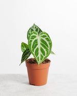 Carica l'immagine nel visualizzatore Galleria, Anthurium crystallinum 'silver blush'