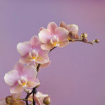 Carica l'immagine nel visualizzatore Galleria, Phalaenopsis Salmon