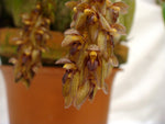Carica l'immagine nel visualizzatore Galleria, Bulbophyllum propinquum
