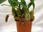 Carica l'immagine nel visualizzatore Galleria, Bulbophyllum propinquum