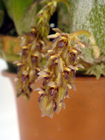 Carica l'immagine nel visualizzatore Galleria, Bulbophyllum propinquum