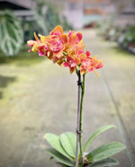 Carica l'immagine nel visualizzatore Galleria, Phalaenopsis Soleil (Peloric - 3 Lip)