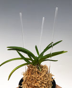 Carica l'immagine nel visualizzatore Galleria, Bacchette in acrilico per Neofinetia - Japan Imported