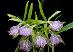 Carica l'immagine nel visualizzatore Galleria, Brassocattleya binosa 'BIG' (Brassavola nodosa × Cattleya bicolor)